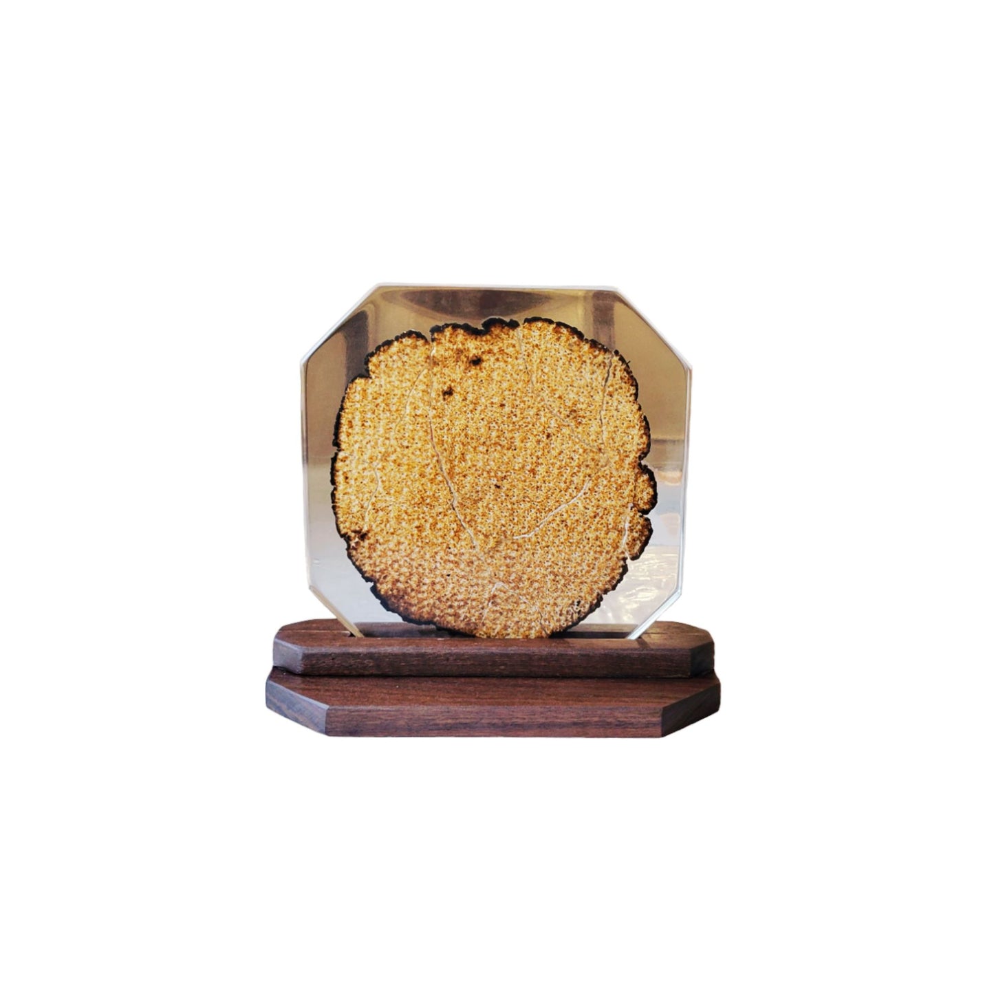 Matza In Clear Epoxy Casting With Black Walnut Base