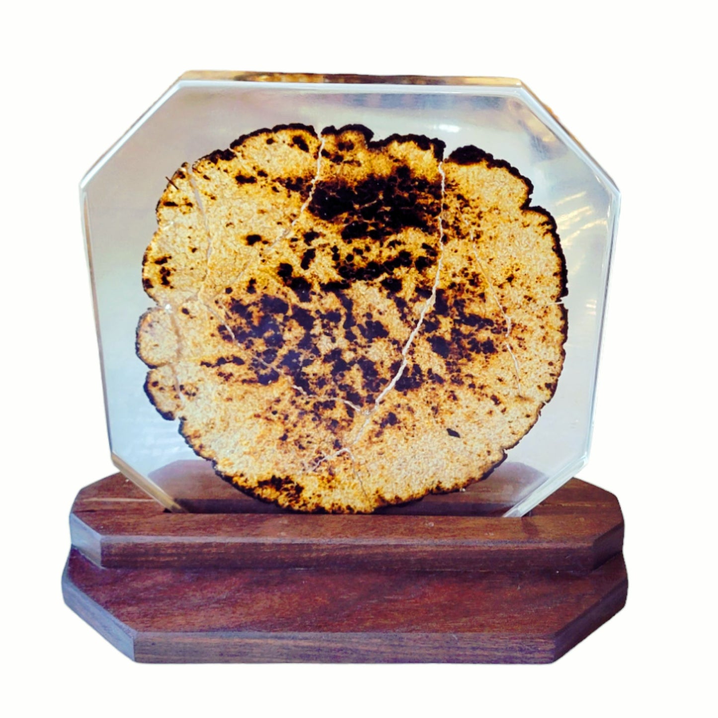 Matza In Clear Epoxy Casting With Black Walnut Base
