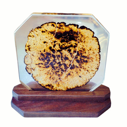 Matza In Clear Epoxy Casting With Black Walnut Base